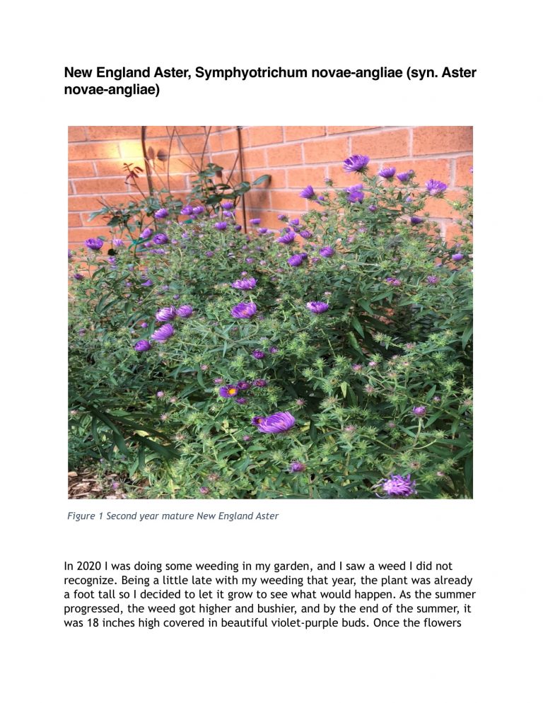 New England Aster Profile of an Ontario Native Plant Mississauga